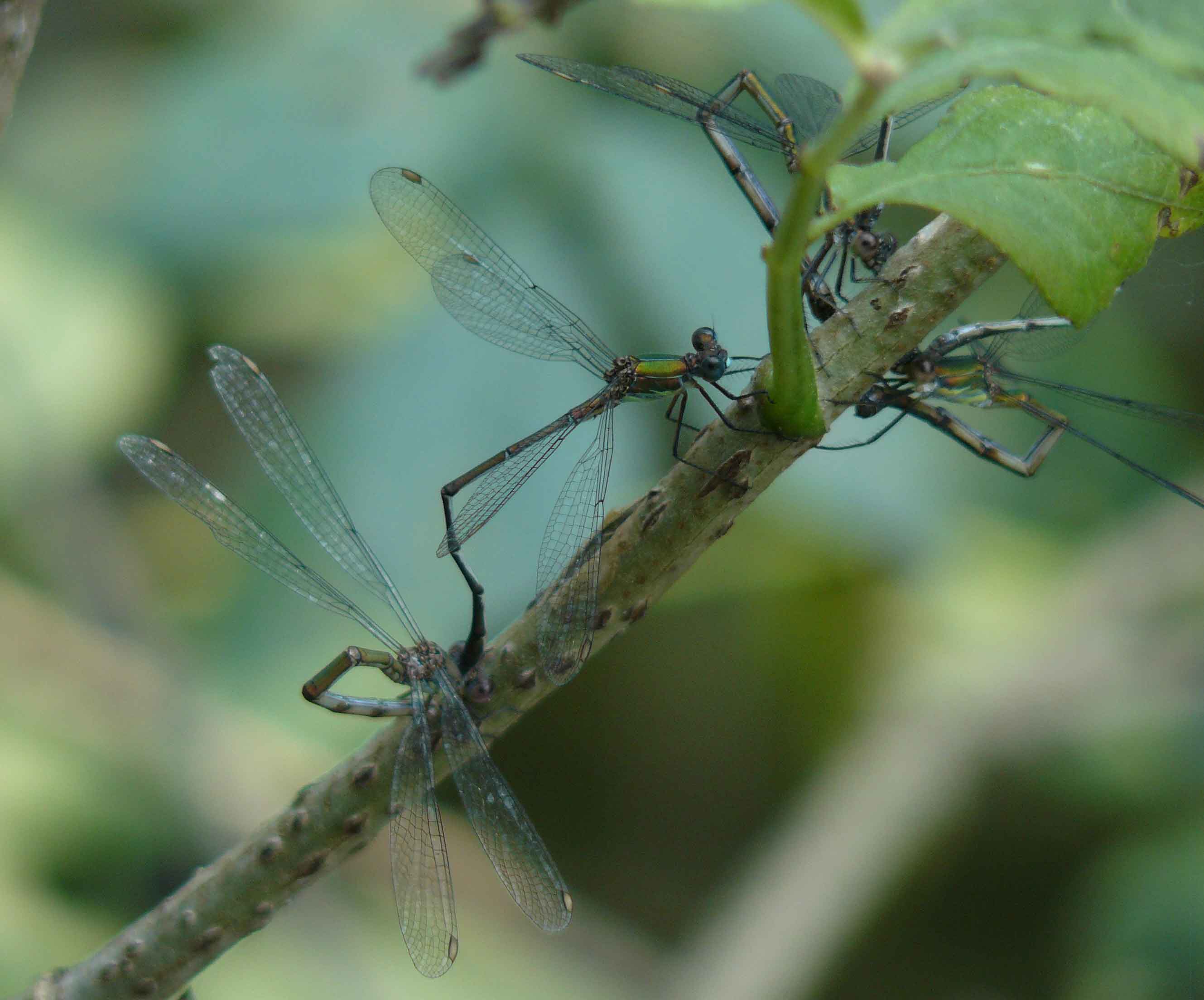 Lestes viridis (accoppiamenti)