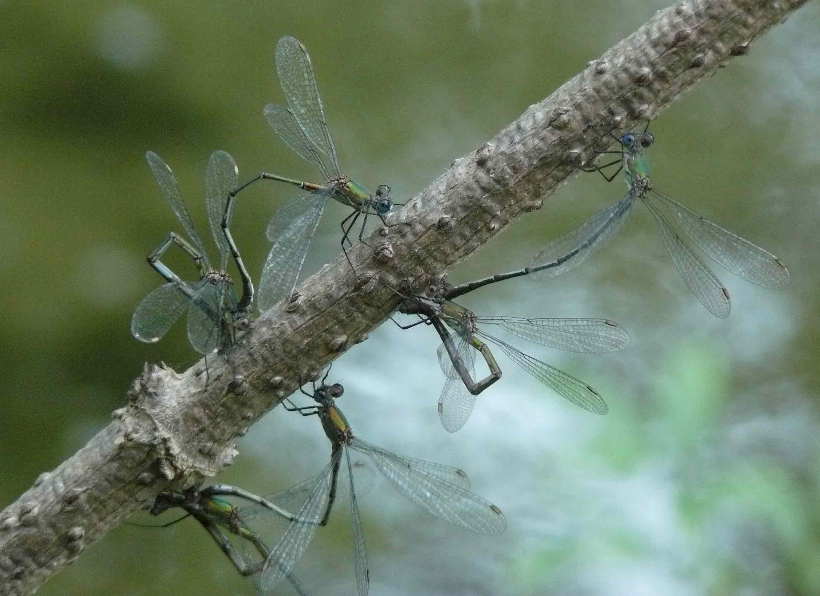 Lestes viridis (accoppiamenti)