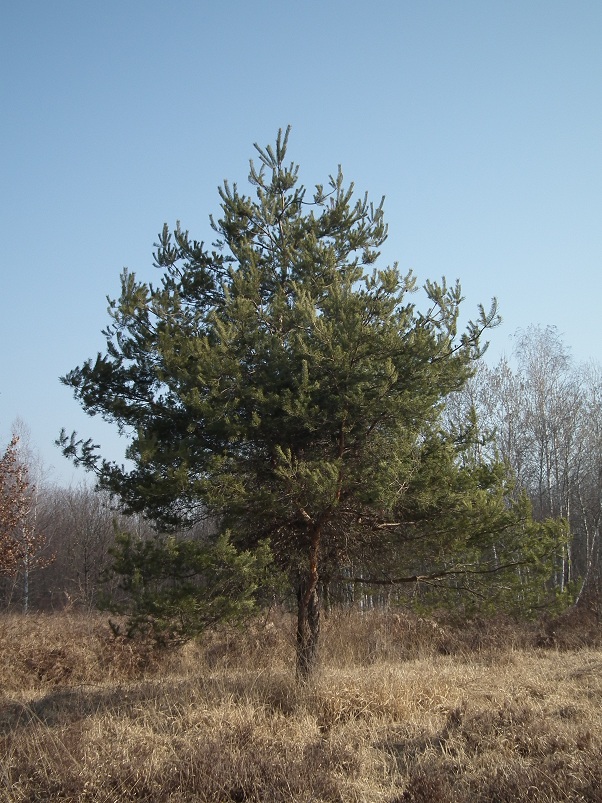 Pinus cfr. sylvestris