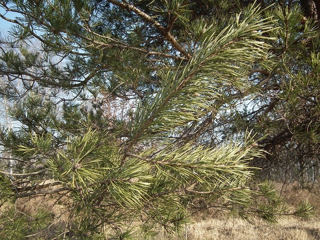 Pinus cfr. sylvestris