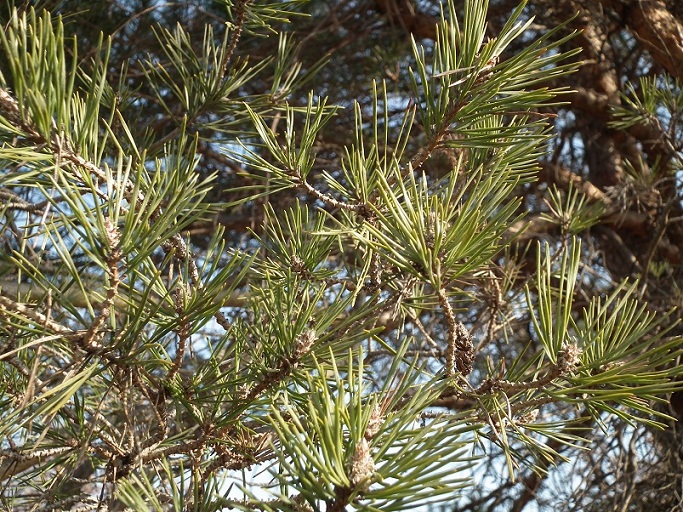 Pinus cfr. sylvestris