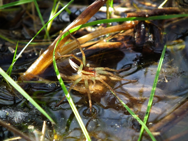 Dolomedes sp.