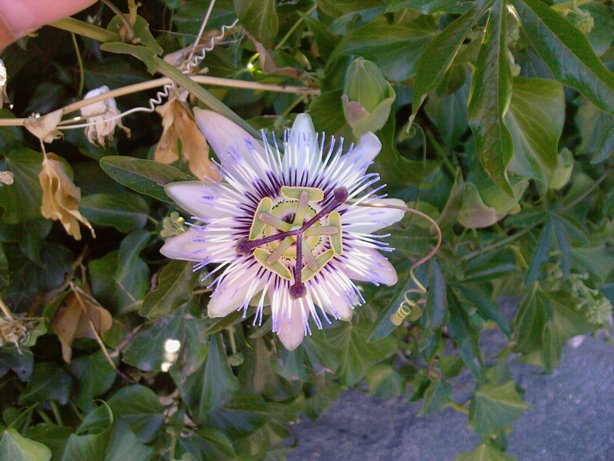 Passiflora caerulea L.