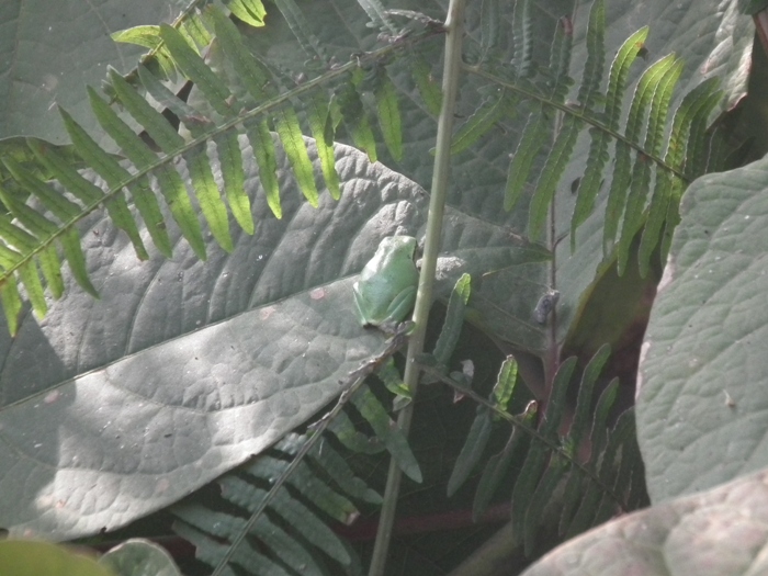 Raganelle del Parco delle Lame del Sesia