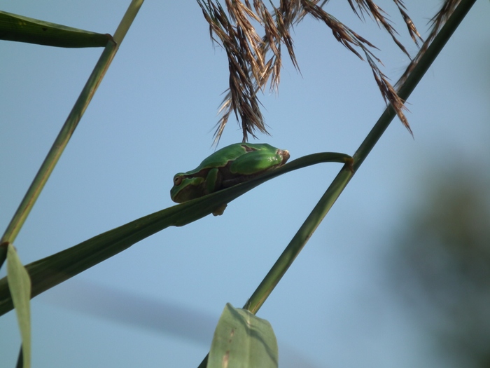 Raganelle del Parco delle Lame del Sesia