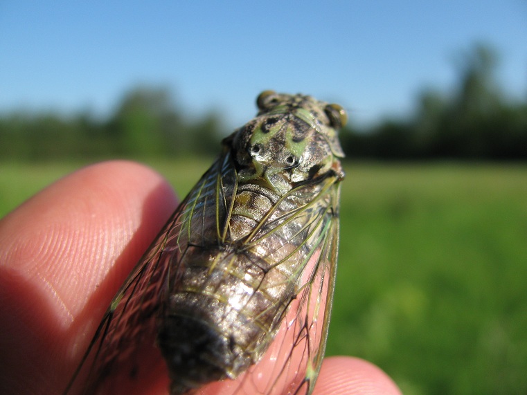 Quale cicala? Cicada orni fresca di muta