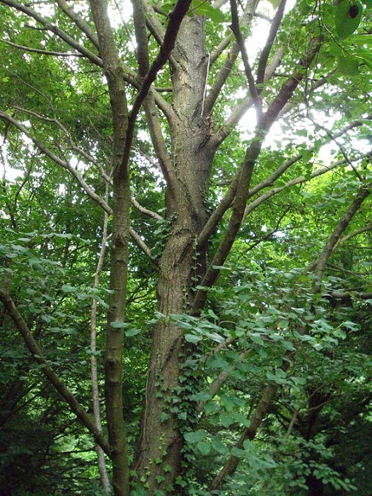 Alnus cordata / Ontano napoletano