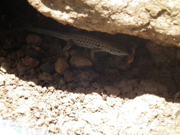 Lucertola campestre... a pranzo!