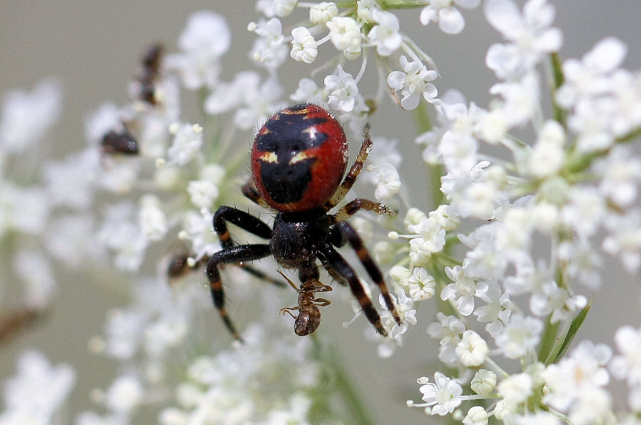 Synema globosum a tavola