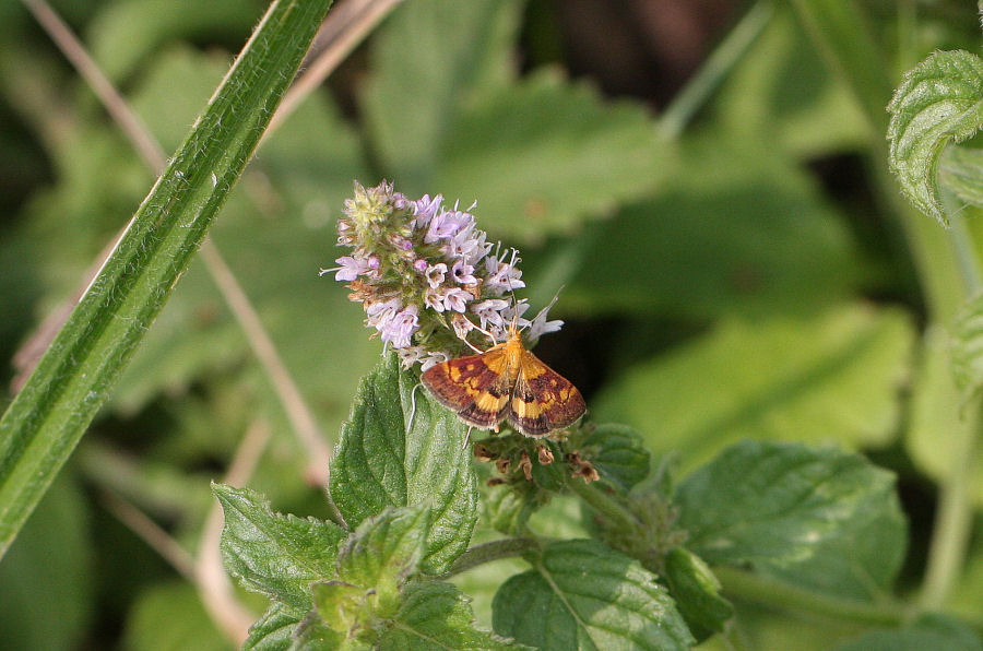 Pyrausta purpuralis? - No, Pyrausta aurata