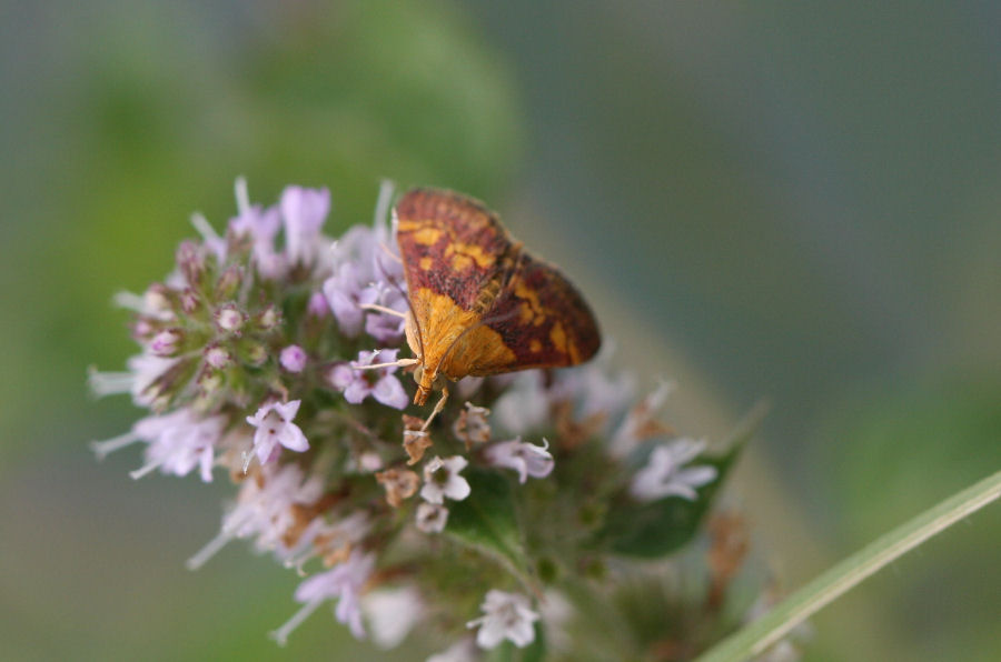 Pyrausta purpuralis? - No, Pyrausta aurata