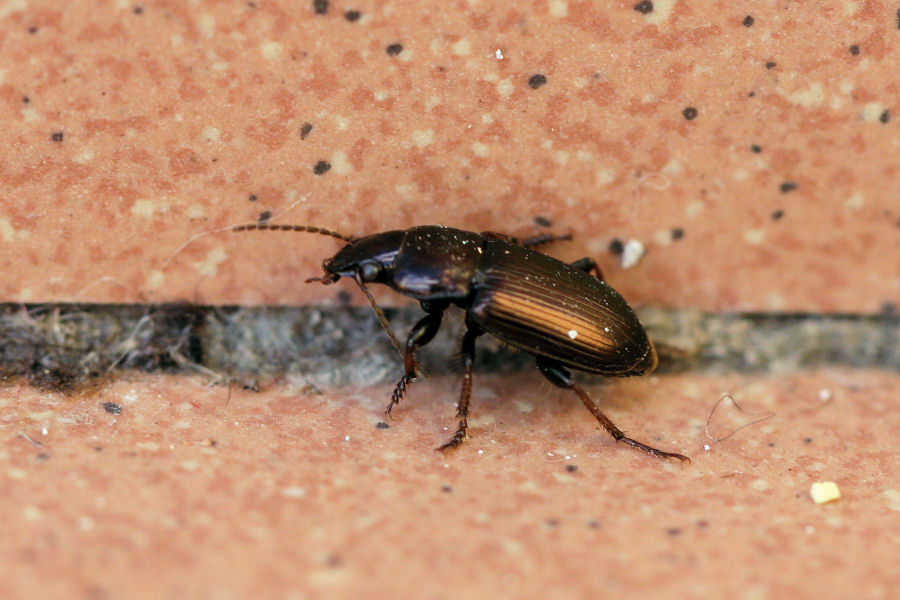 Carabidae: Harpalus distinguendus