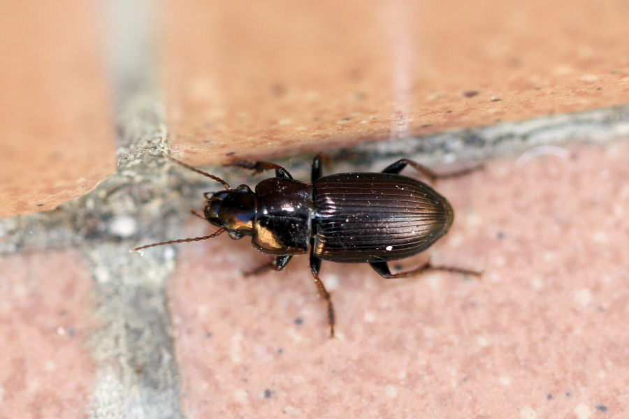 Carabidae: Harpalus distinguendus