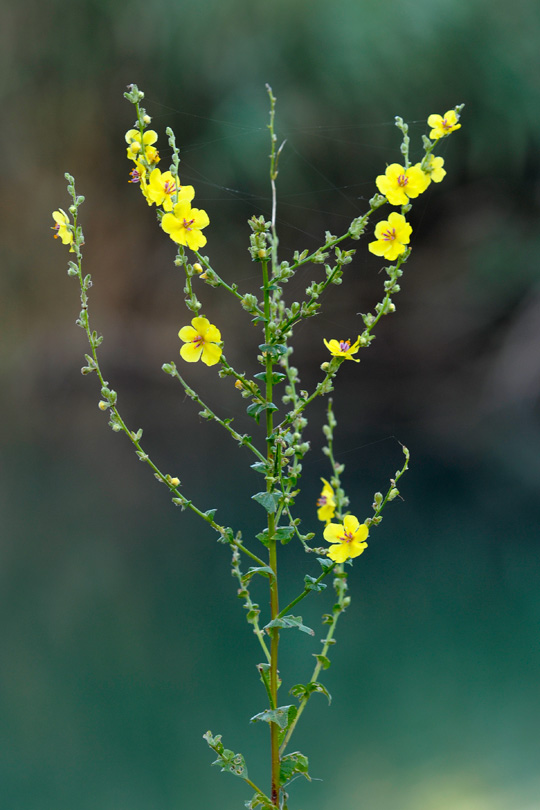 verbascum da determinare