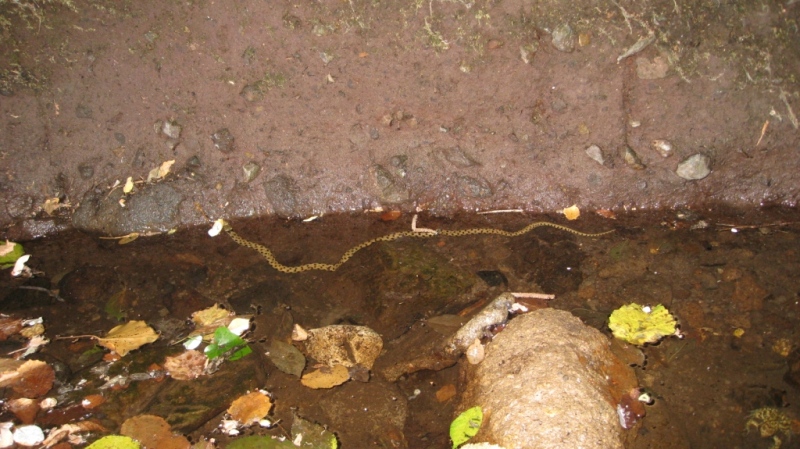 ID Rana rossa - Rana italica