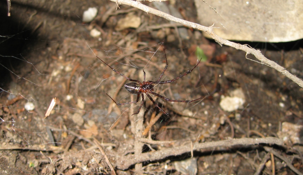 Pimoa rupicola - Alpi Apuane (LU)