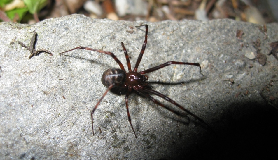 Pimoa rupicola - Alpi Apuane (LU)