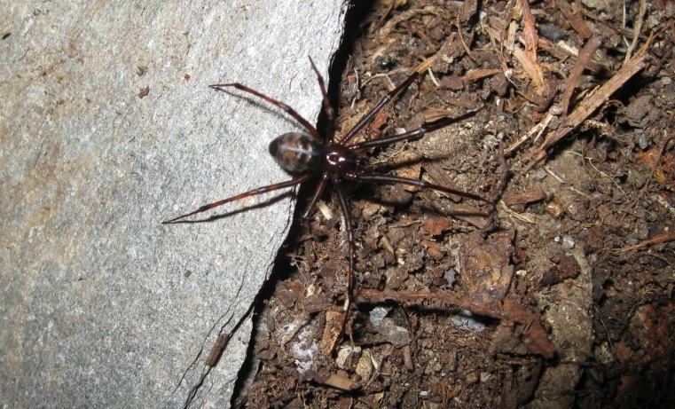 Pimoa rupicola - Alpi Apuane (LU)