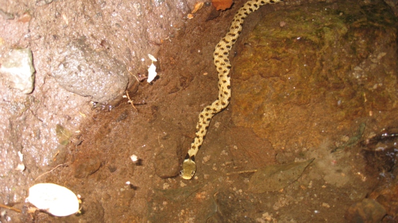 ID Rana rossa - Rana italica