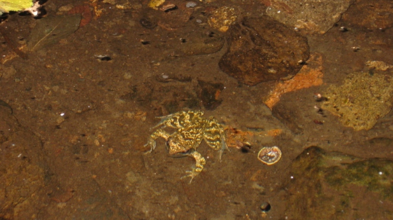 ID Rana rossa - Rana italica