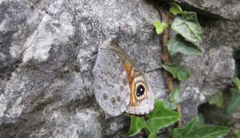 Alpi Apuane (LU) - Identificazione