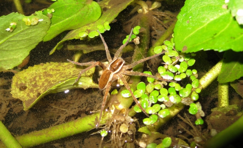 Dolomedes sp.; Hogna radiata; Kochiura aulica