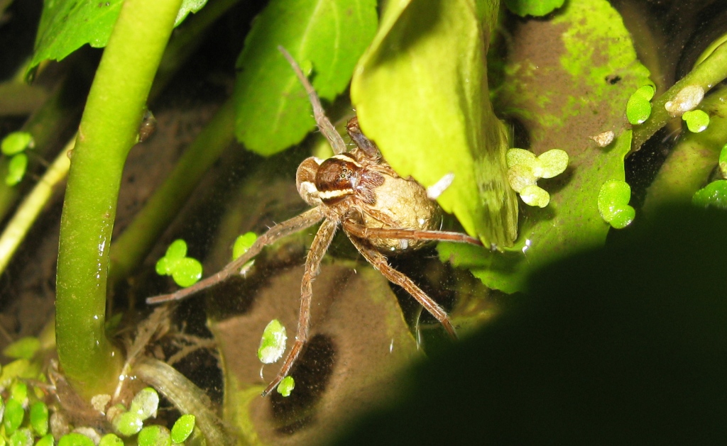 Dolomedes sp.; Hogna radiata; Kochiura aulica