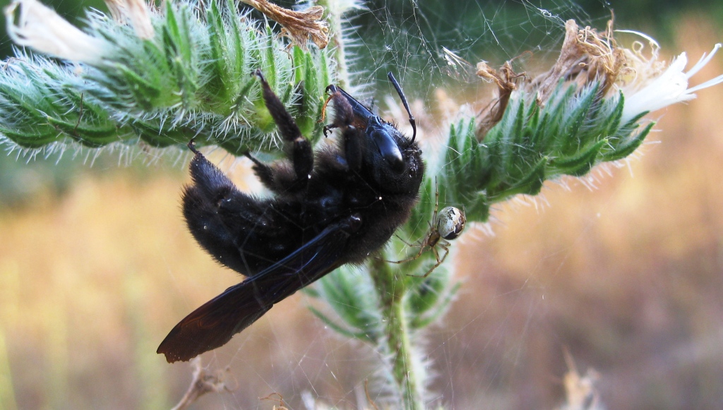 Dolomedes sp.; Hogna radiata; Kochiura aulica