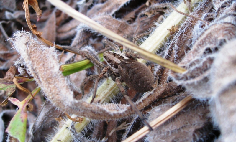 Dolomedes sp.; Hogna radiata; Kochiura aulica