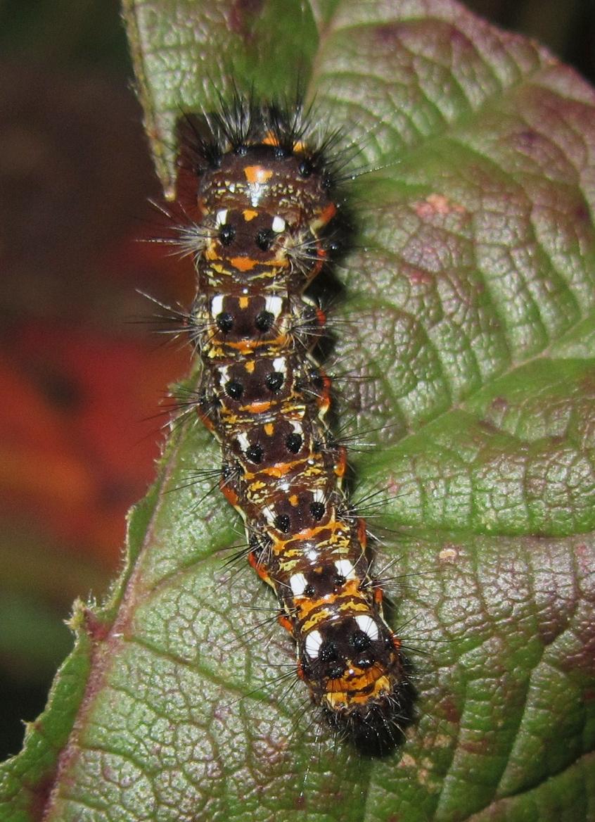 Identificazione bruco - Acronicta (Viminia) rumicis