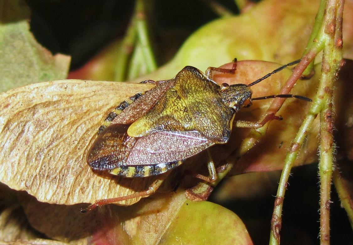 Pentatomidae: Carpocoris purpureipennis della Toscana (AR)