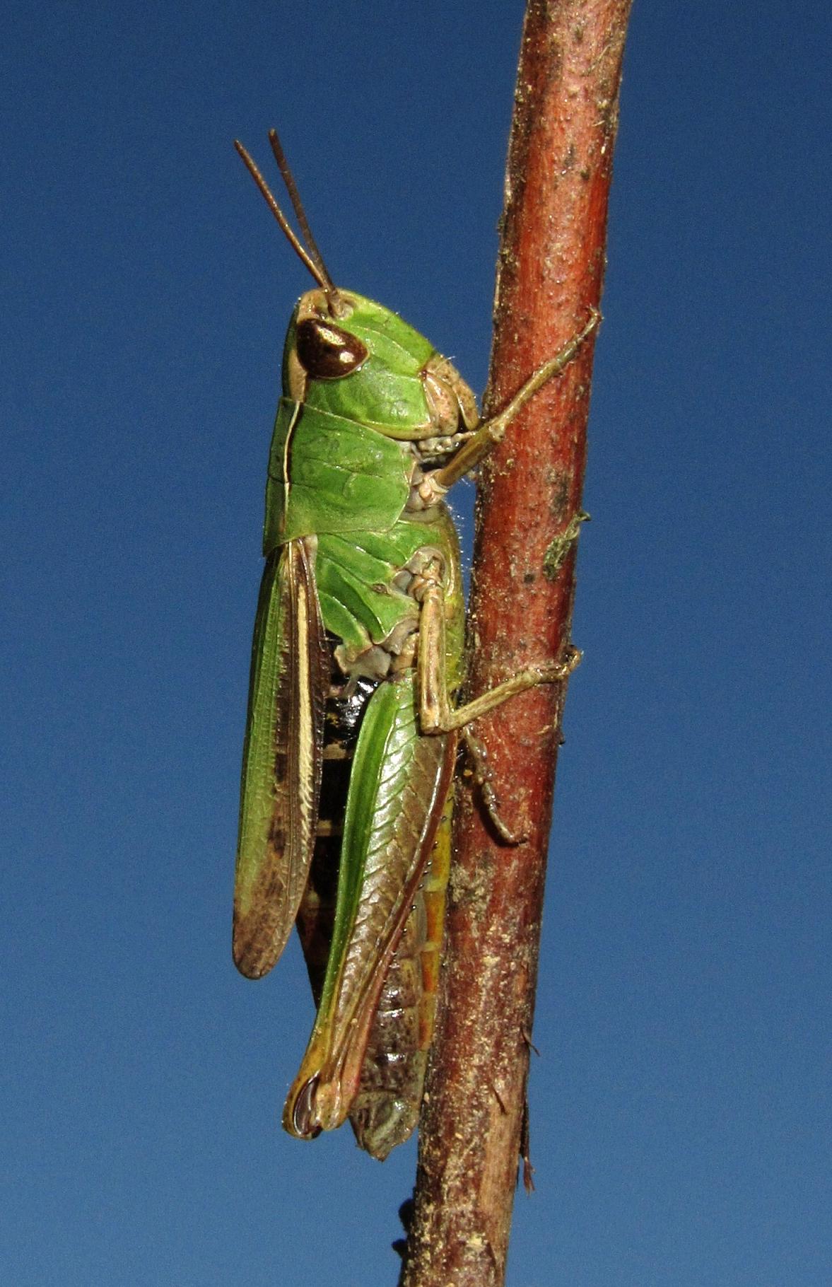 Identificazione cavalletta verde