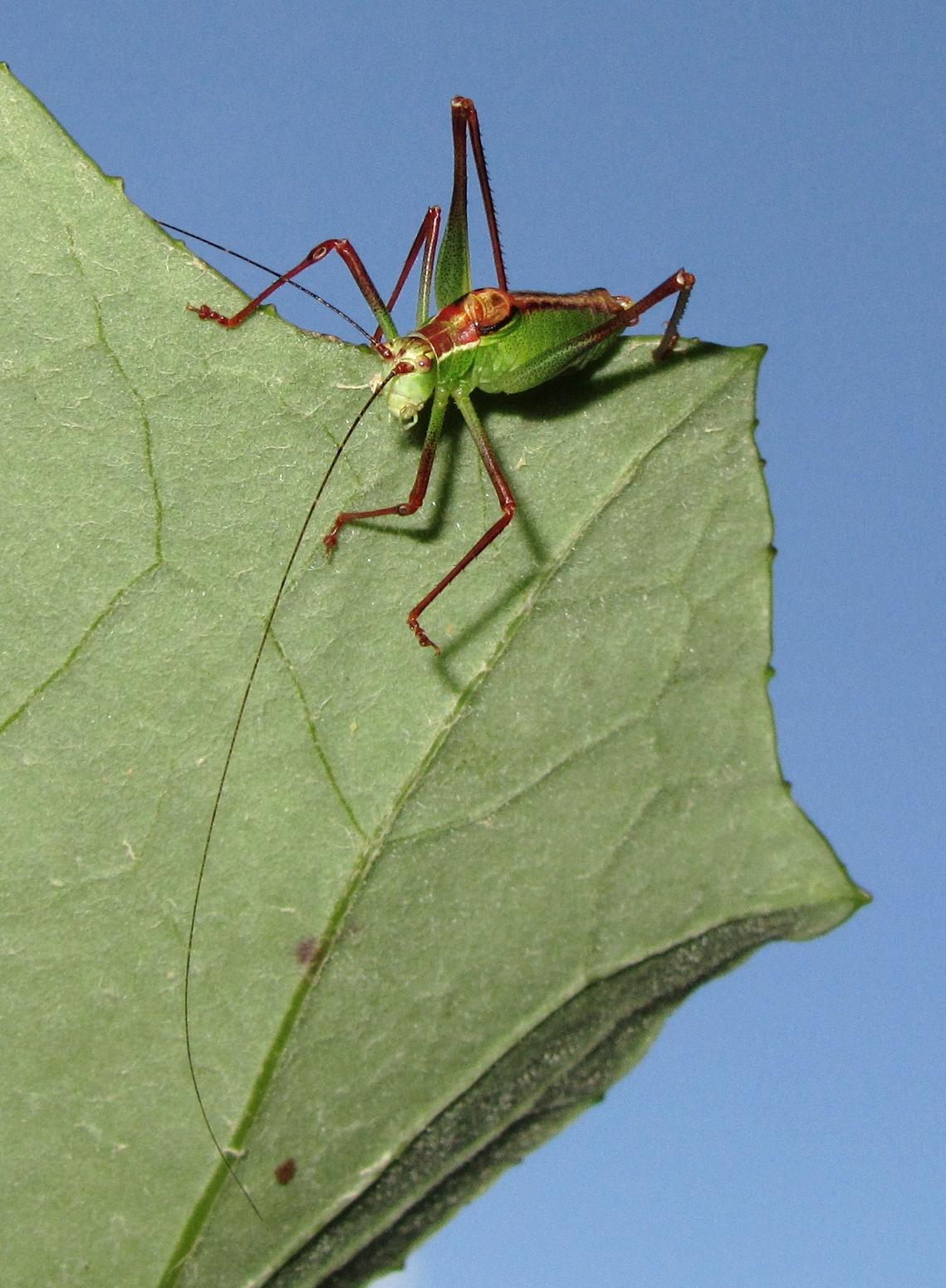 Identificazione cavalletta