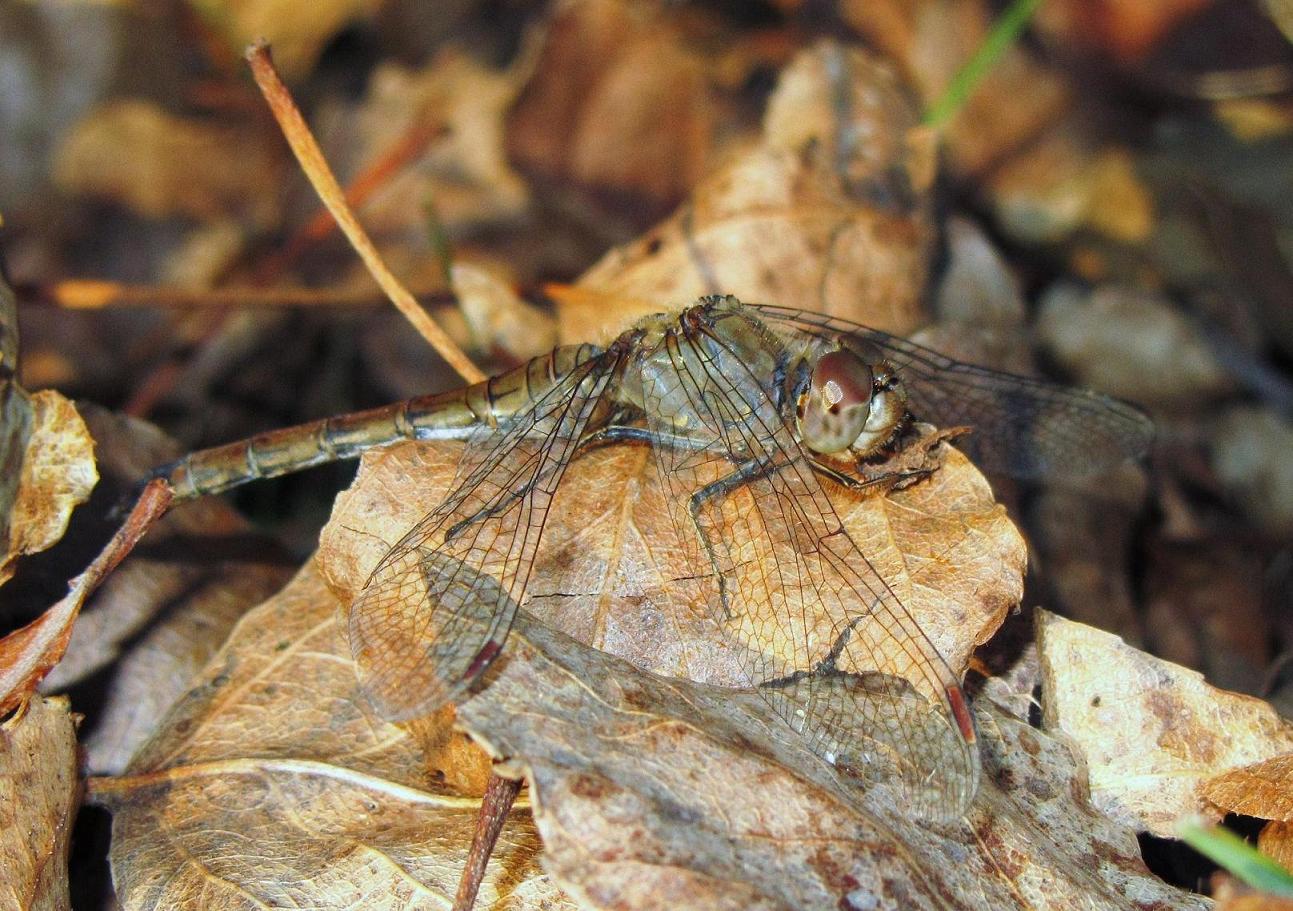 Identificazione: Sympetrum striolatum, femmina