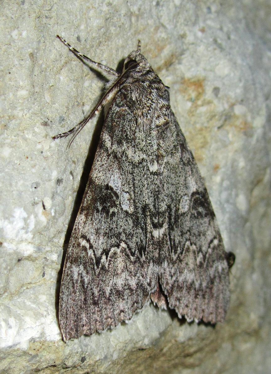 Identificazione falena - Catocala nupta