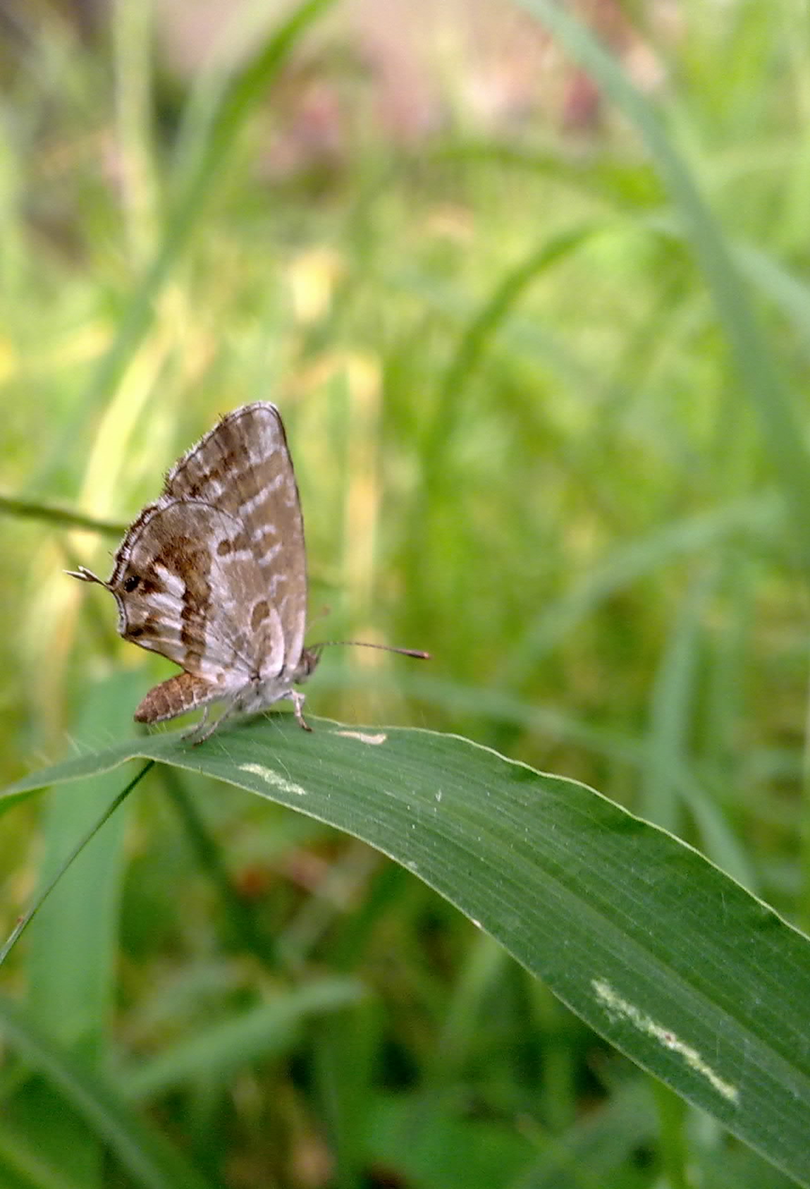 Lycaenidae da identificare