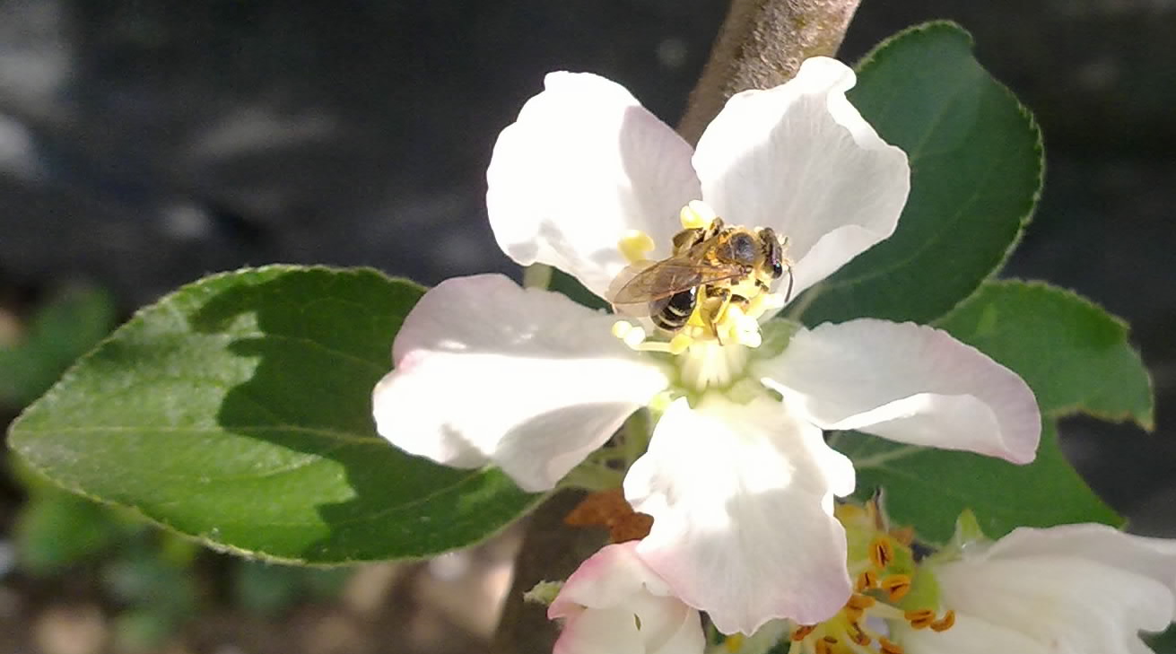 femmina di Apidae Halictinae