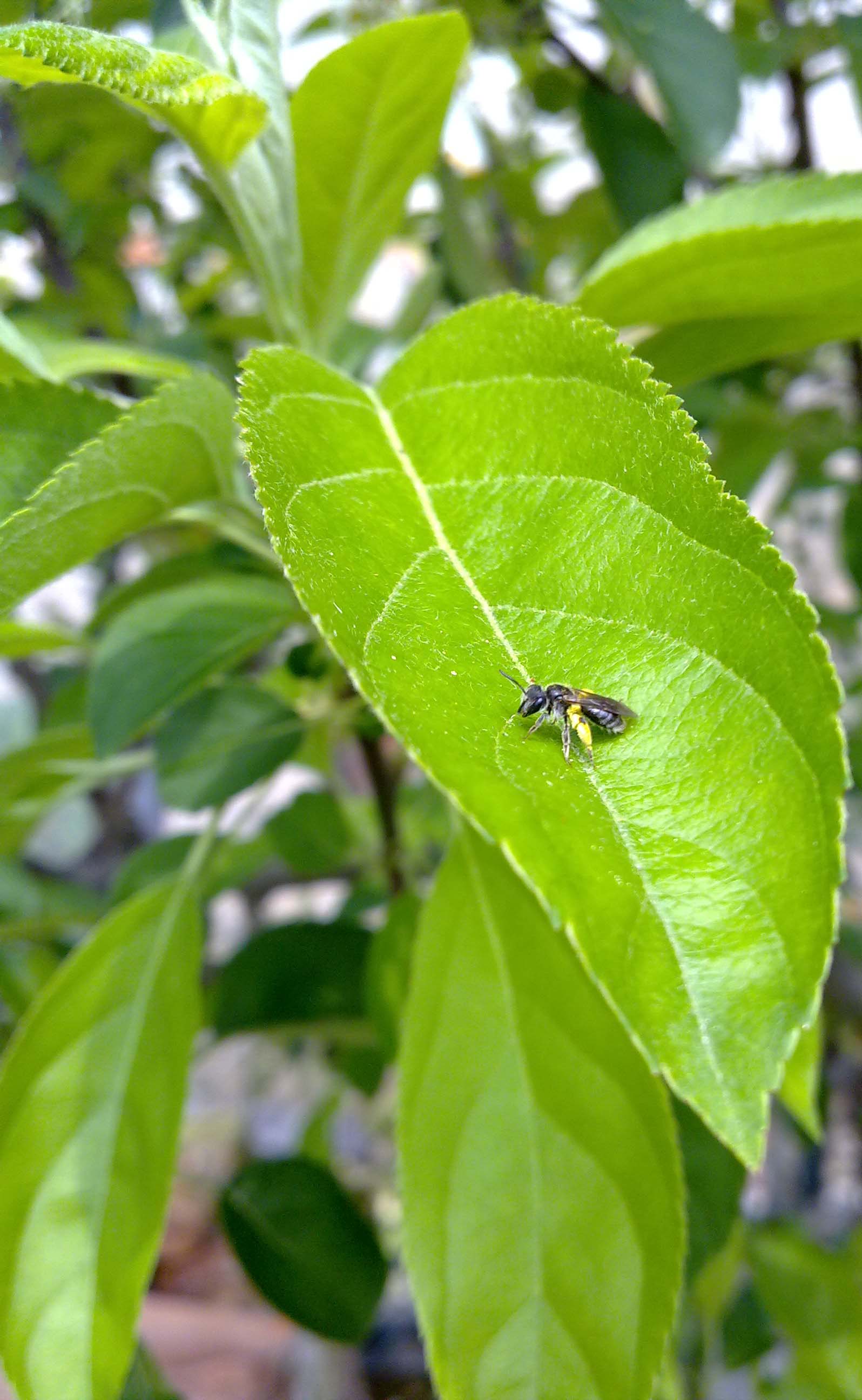 Apidae Halictinae