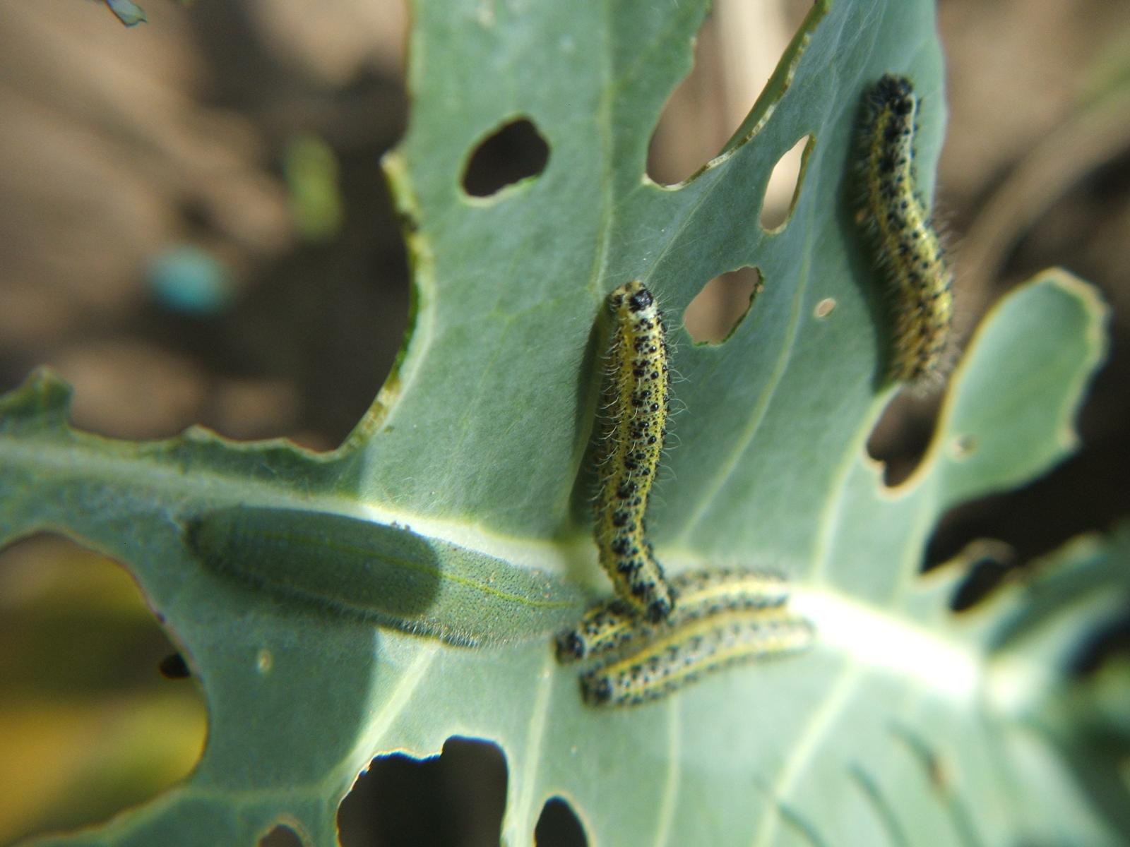 identificazione bruchi