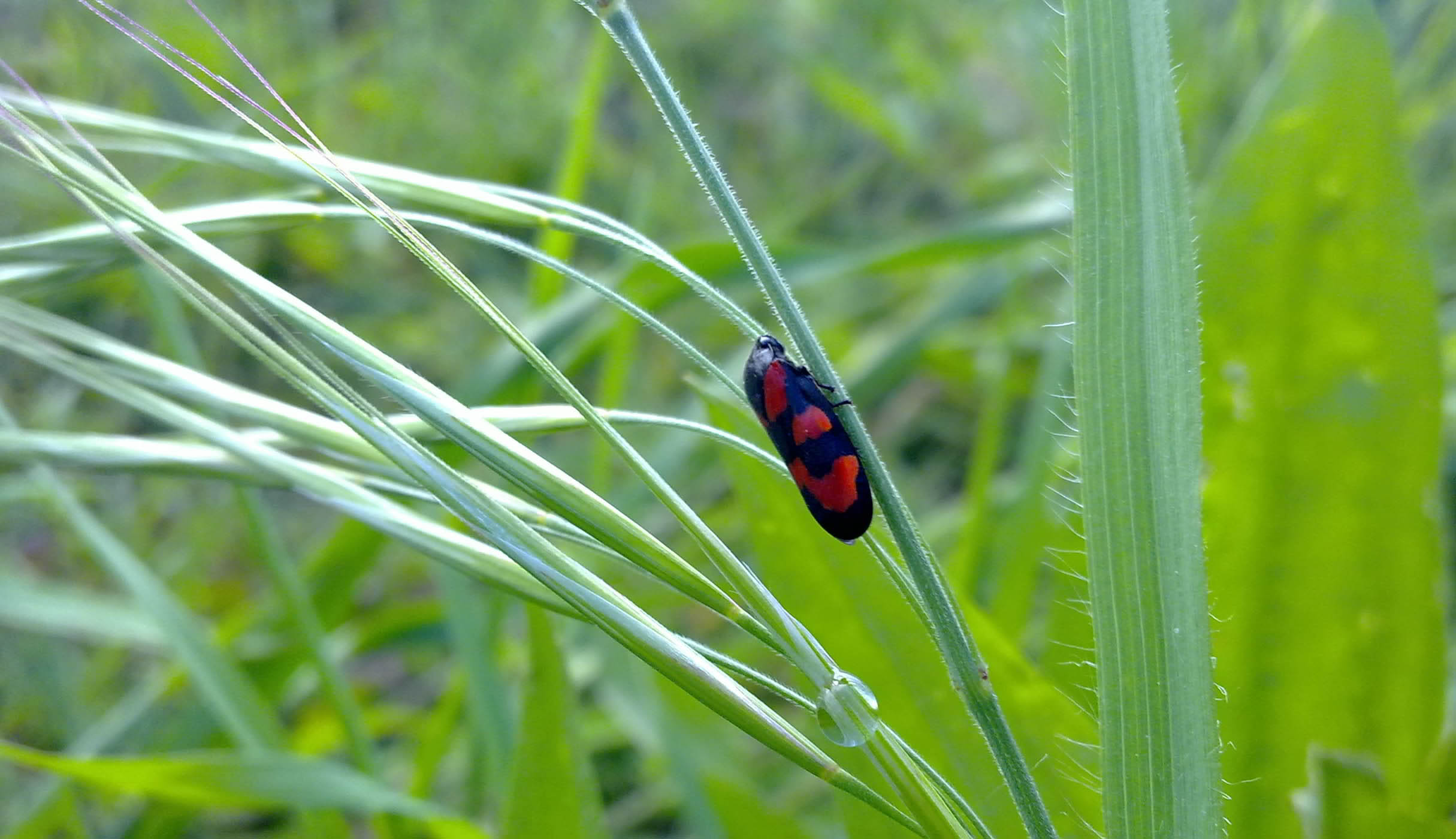 Cercopis vulnerata