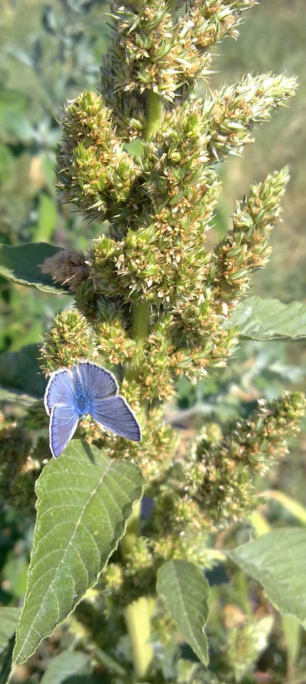 Lycaenidae da identificare