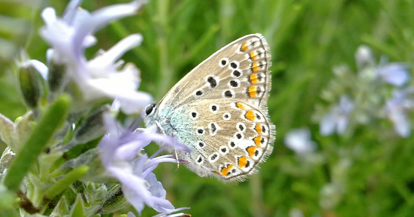 Lycaenidae da identificare