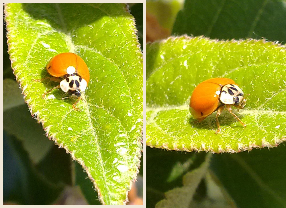 id coccinella 2 - Harmonia axyridis