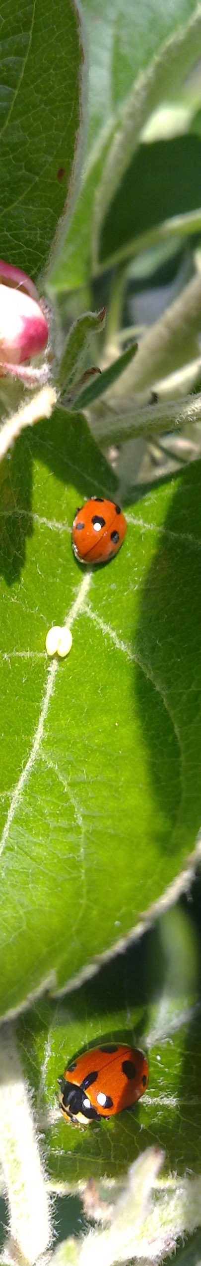 id coccinella 1 - Hippodamia variegata