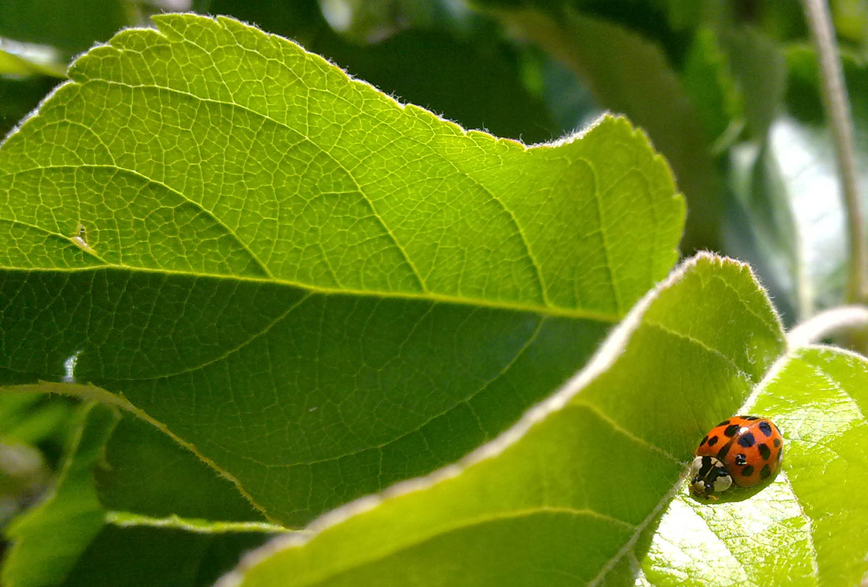 id coccinella 4 - Harmonia axyridis