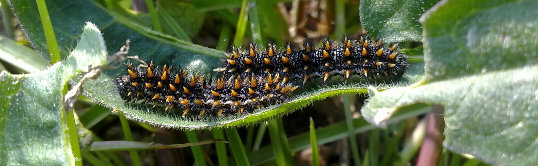 identificazione bruchi