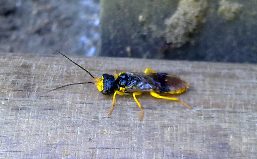 Pamphiliidae da identificare