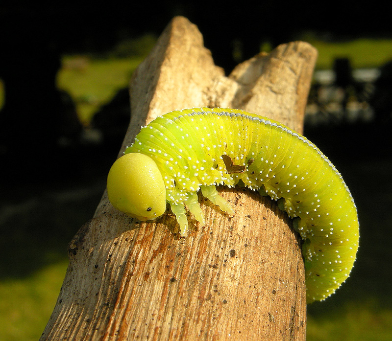 Larva verde : Cimbex femoratus?