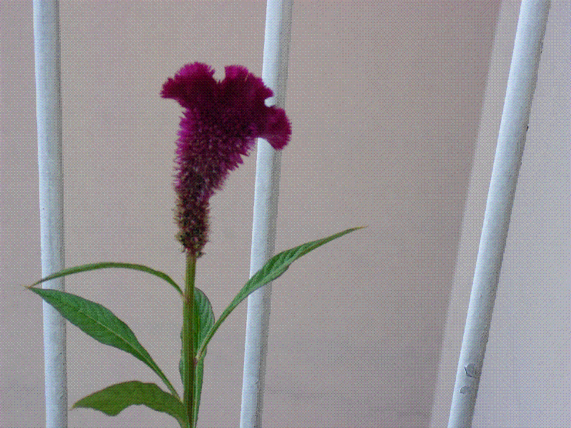 Celosia argentea