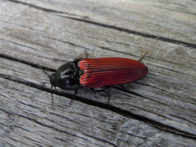 Elateridae: Ampedus sp.